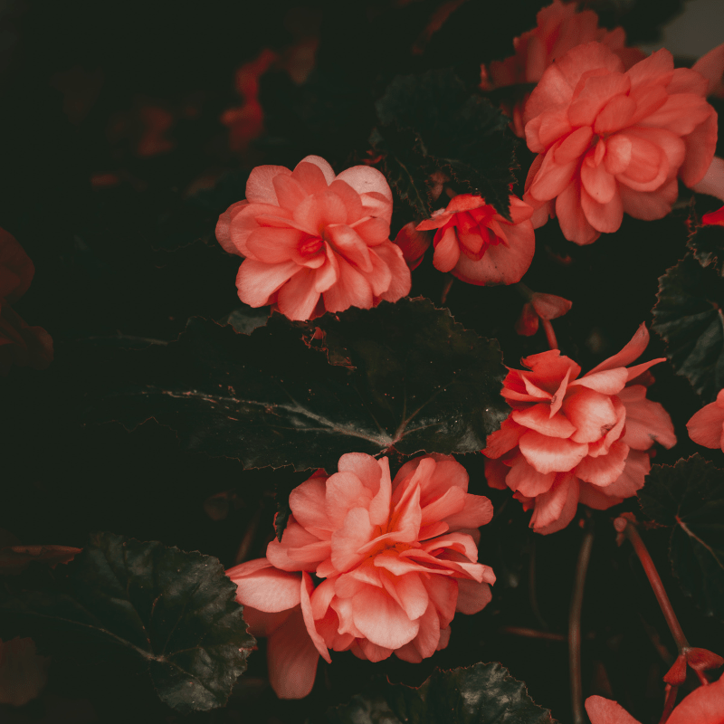 Body Perfume - Hidden Blooms - Moniluxx